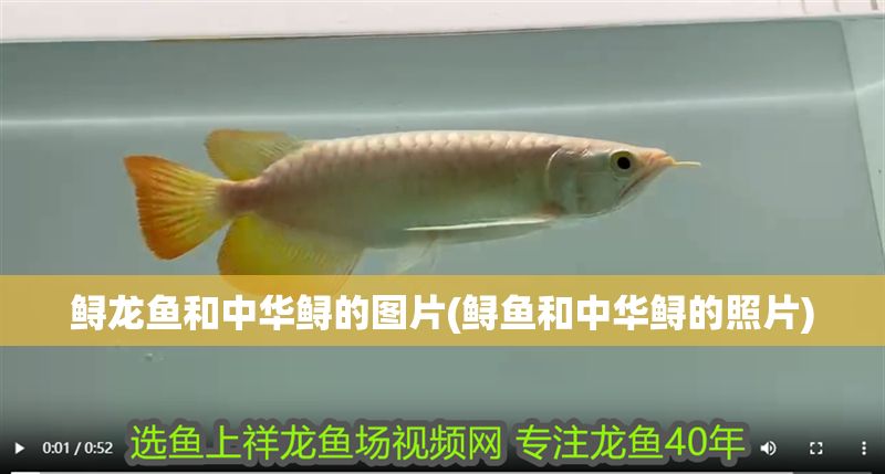 鱘龍魚和中華鱘的圖片(鱘魚和中華鱘的照片)