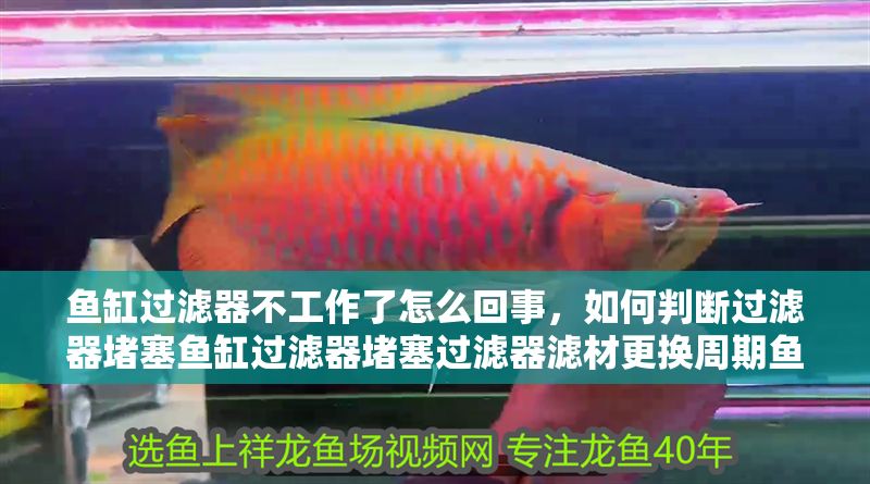 魚缸過濾器不工作了怎么回事，如何判斷過濾器堵塞魚缸過濾器堵塞過濾器濾材更換周期魚缸水泵維護技巧