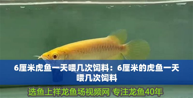 6厘米虎魚一天喂幾次飼料：6厘米的虎魚一天喂幾次飼料