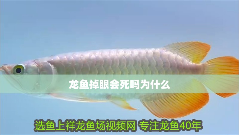 龍魚掉眼會死嗎為什么 龍魚掉眼會死嗎為什么 龍魚百科 第2張