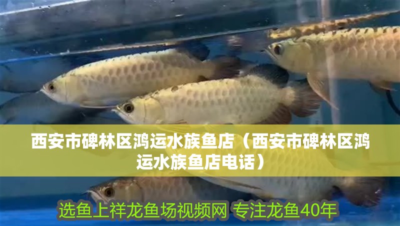 西安市碑林區(qū)鴻運水族魚店（西安市碑林區(qū)鴻運水族魚店電話）