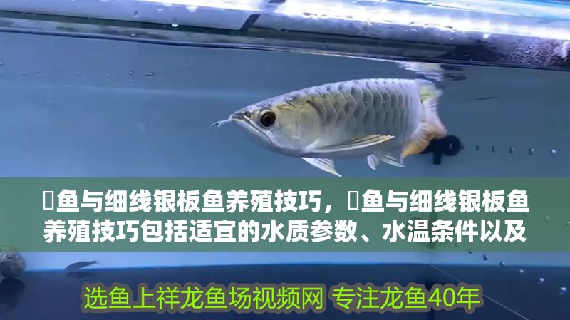 魟魚與細線銀板魚養殖技巧，魟魚與細線銀板魚養殖技巧包括適宜的水質參數、水溫條件以及避免尖銳物擺放等