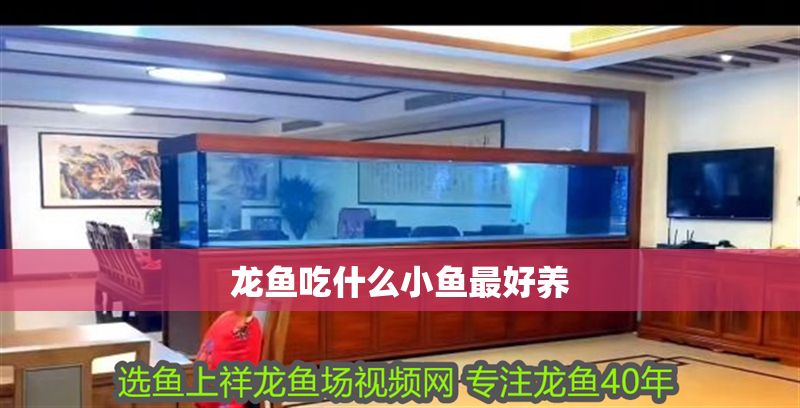 龍魚吃什么小魚最好養