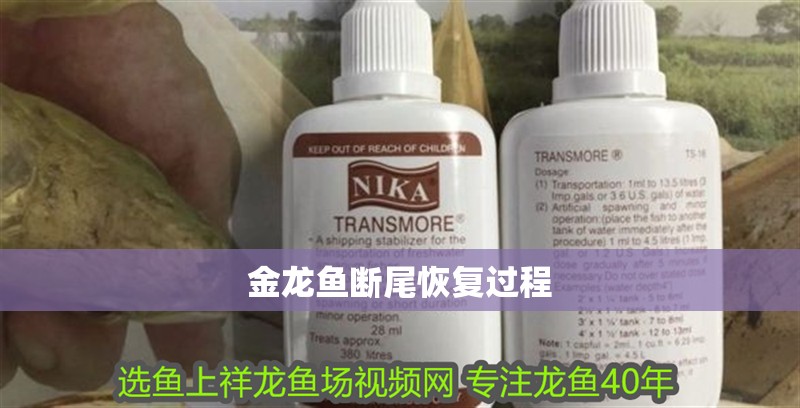 金龍魚斷尾恢復(fù)過程