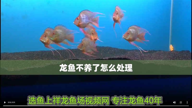 龍魚不養了怎么處理