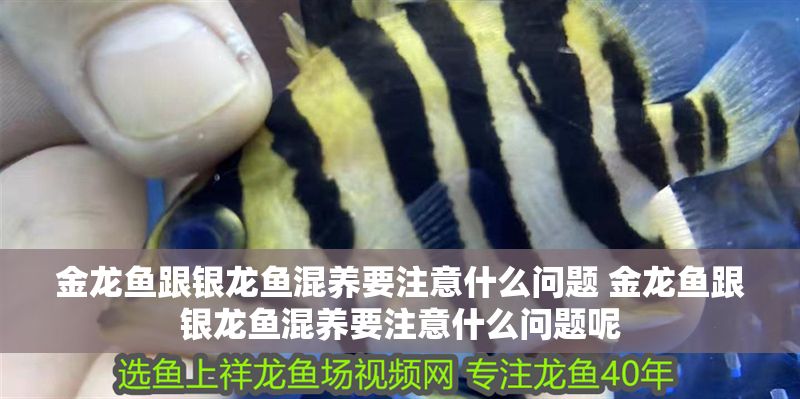 金龍魚跟銀龍魚混養要注意什么問題 金龍魚跟銀龍魚混養要注意什么問題呢