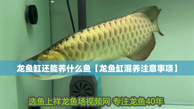 龍魚缸還能養什么魚【龍魚缸混養注意事項】