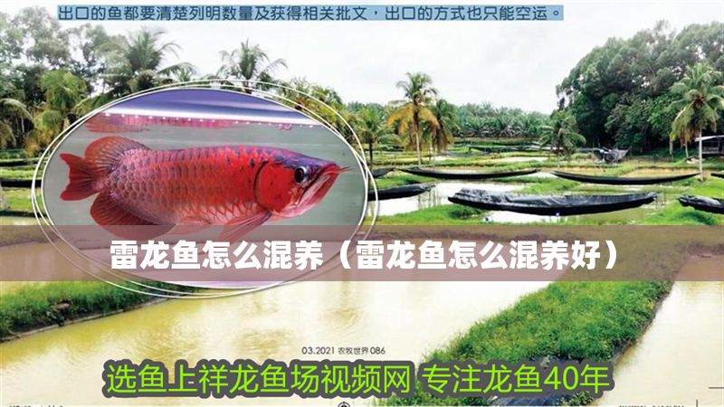 雷龍魚怎么混養(yǎng)（雷龍魚怎么混養(yǎng)好）