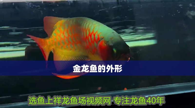 金龍魚的外形