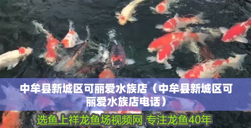 中牟縣新城區可麗愛水族店（中牟縣新城區可麗愛水族店電話）