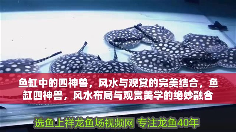魚缸中的四神獸，風水與觀賞的完美結合，魚缸四神獸，風水布局與觀賞美學的絕妙融合