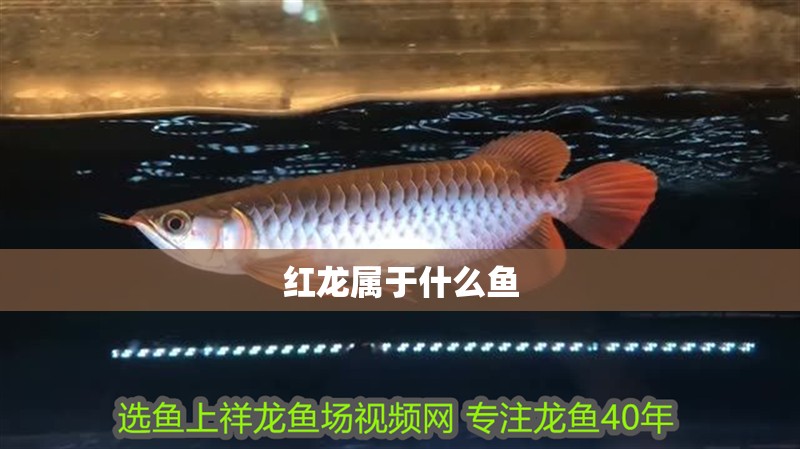 紅龍屬于什么魚(yú)