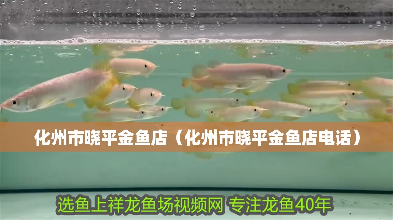 化州市曉平金魚店（化州市曉平金魚店電話）