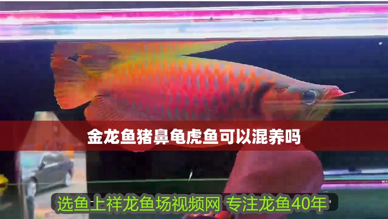 金龍魚豬鼻龜虎魚可以混養嗎