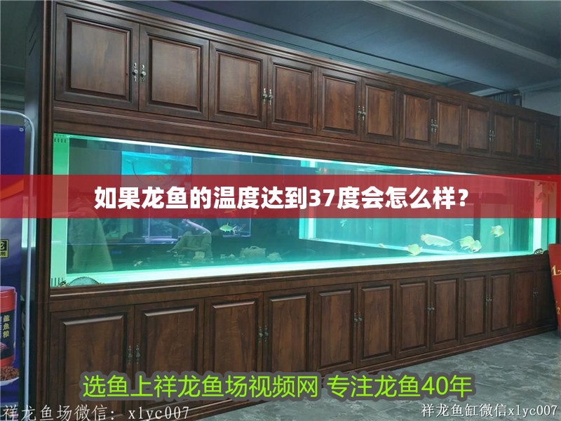 如果龍魚的溫度達(dá)到37度會(huì)怎么樣？