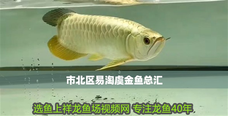 市北區易淘虞金魚總匯