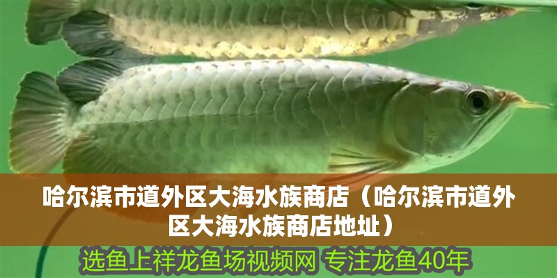 哈爾濱市道外區(qū)大海水族商店（哈爾濱市道外區(qū)大海水族商店地址）