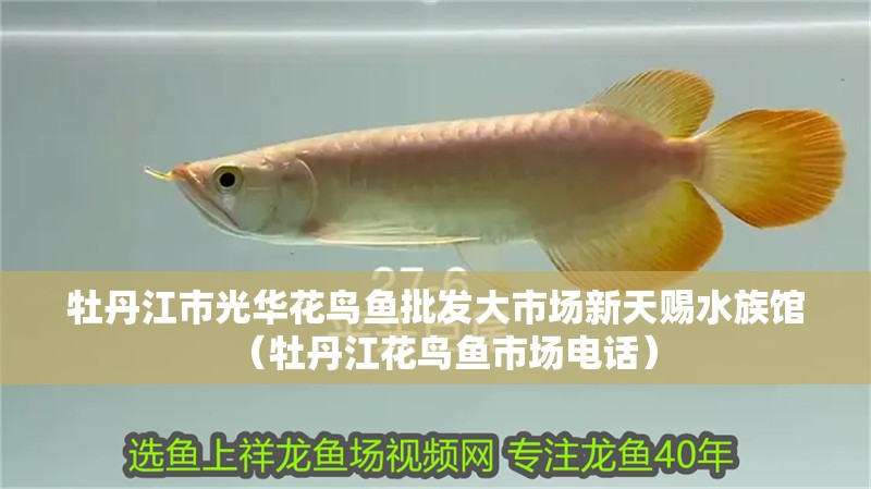 牡丹江市光華花鳥魚批發大市場新天賜水族館（牡丹江花鳥魚市場電話）
