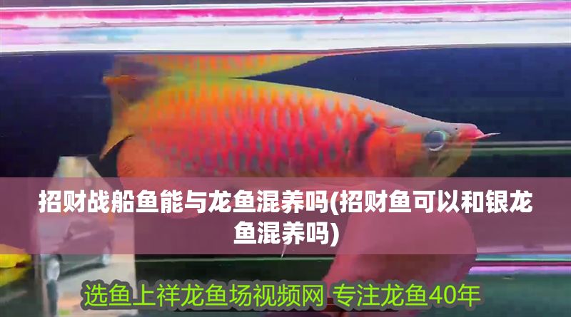 招財戰船魚能與龍魚混養嗎(招財魚可以和銀龍魚混養嗎)