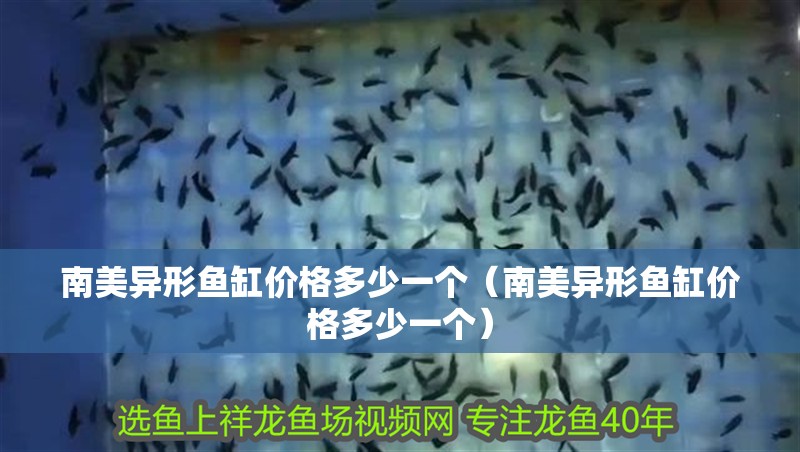 南美異形魚缸價格多少一個（南美異形魚缸價格多少一個）