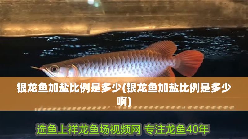 銀龍魚(yú)加鹽比例是多少(銀龍魚(yú)加鹽比例是多少啊)