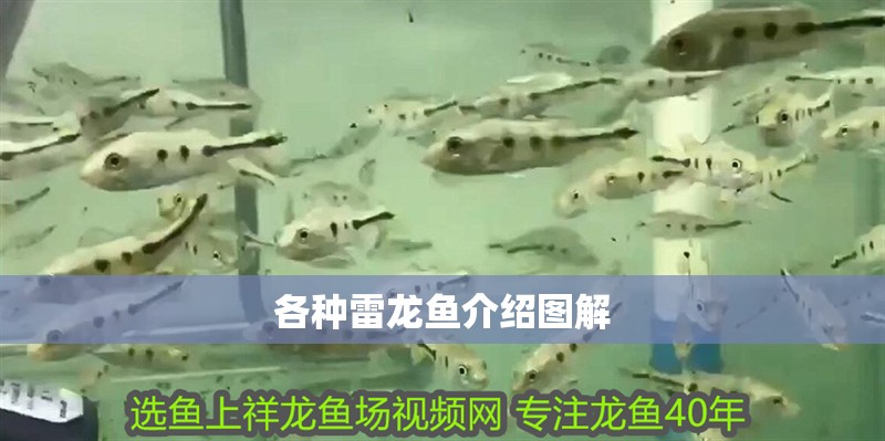 各種雷龍魚介紹圖解