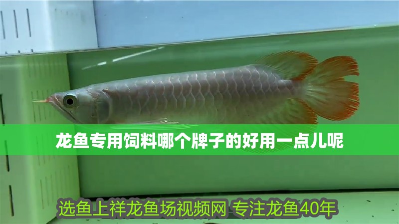 龍魚專用飼料哪個牌子的好用一點兒呢