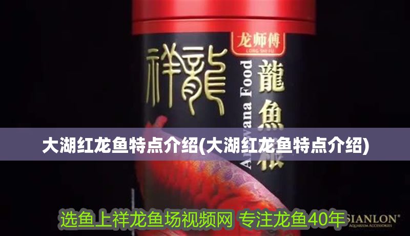 大湖紅龍魚特點介紹(大湖紅龍魚特點介紹)