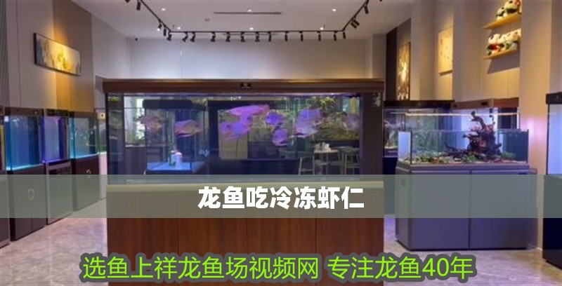 龍魚吃冷凍蝦仁