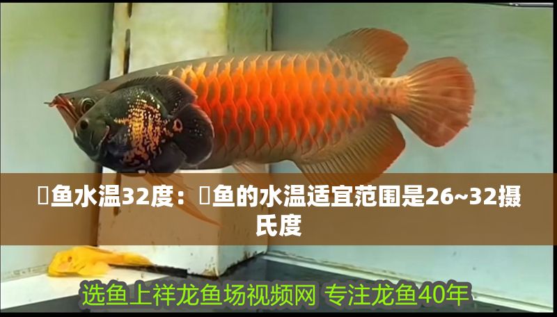 魟魚水溫32度：魟魚的水溫適宜范圍是26~32攝氏度