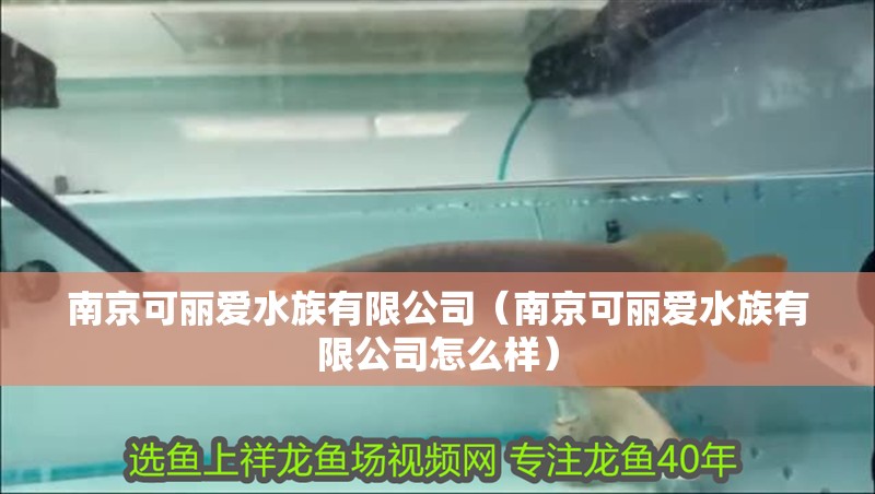南京可麗愛水族有限公司（南京可麗愛水族有限公司怎么樣）