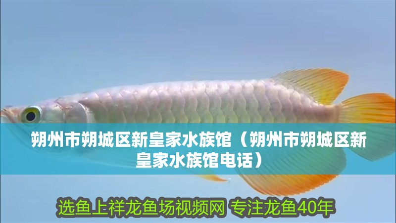 朔州市朔城區新皇家水族館（朔州市朔城區新皇家水族館電話）