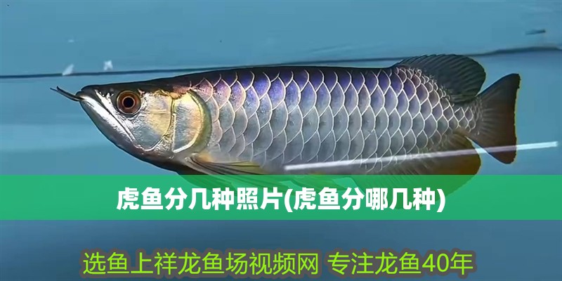 魚缸用增氧泵價格是多少:魚缸增氧機-xtrac增氧機-xtrac增氧機 虎魚分幾種照片(虎魚分哪幾種) 虎魚百科 虎魚分幾種照片(虎魚分哪幾種) 虎魚分幾種照片(虎魚分哪幾種) 虎魚百科