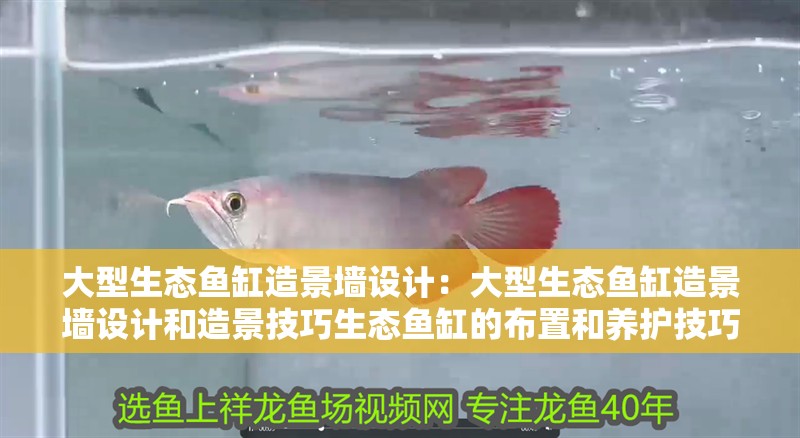大型生態魚缸造景墻設計：大型生態魚缸造景墻設計和造景技巧生態魚缸的布置和養護技巧