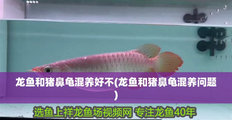 龍魚和豬鼻龜混養(yǎng)好不(龍魚和豬鼻龜混養(yǎng)問題)