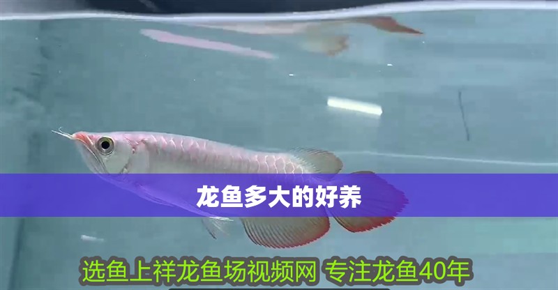 龍魚多大的好養 龍魚百科 第2張 龍魚多大的好養 龍魚多大的好養 龍魚百科 第2張