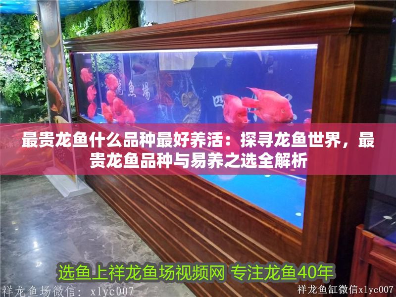 最貴龍魚什么品種最好養活：探尋龍魚世界，最貴龍魚品種與易養之選全解析
