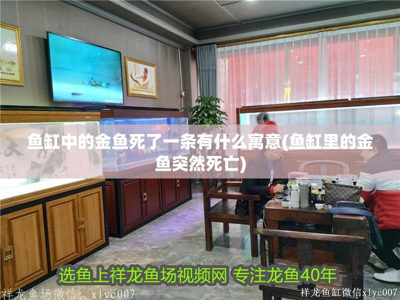 魚缸中的金魚死了一條有什么寓意(魚缸里的金魚突然死亡)