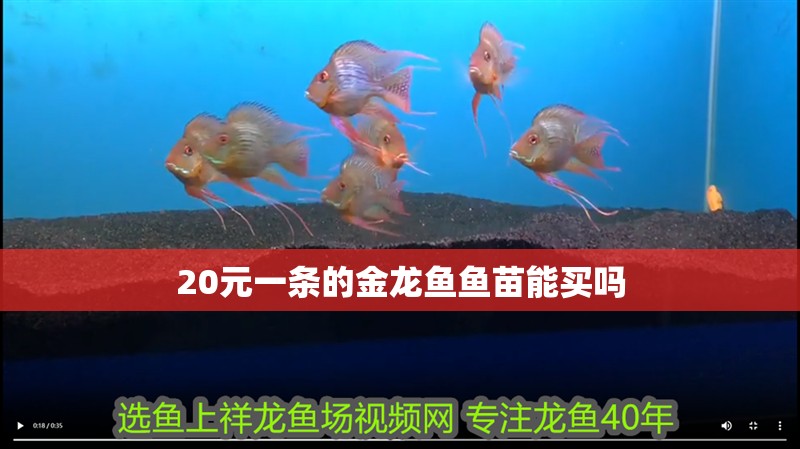 20元一條的金龍魚魚苗能買嗎