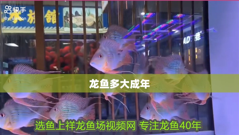 龍魚多大成年