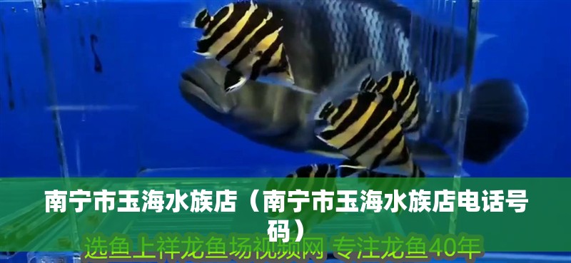 南寧市玉海水族店(南寧市玉海水族店電話號碼) 全國水族館企業名錄 第2張 南寧市玉海水族店(南寧市玉海水族店電話號碼) 南寧市玉海水族店(南寧市玉海水族店電話號碼) 全國水族館企業名錄 第2張