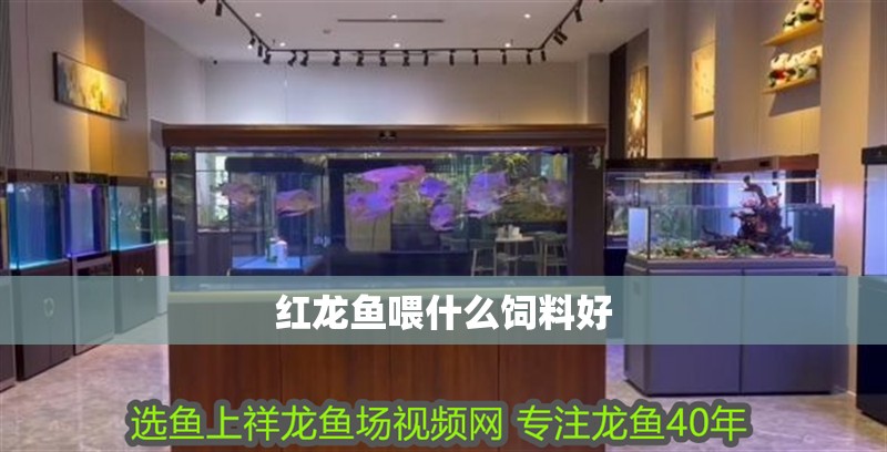 紅龍魚喂什么飼料好