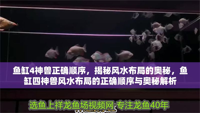 魚缸4神獸正確順序，揭秘風(fēng)水布局的奧秘，魚缸四神獸風(fēng)水布局的正確順序與奧秘解析 魚缸4神獸正確順序，揭秘風(fēng)水布局的奧秘，魚缸四神獸風(fēng)水布局的正確順序與奧秘解析 龍魚百科 第1張