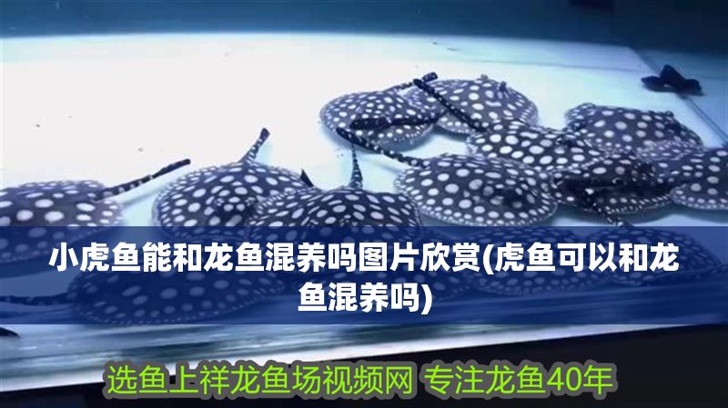 小虎魚能和龍魚混養嗎圖片欣賞(虎魚可以和龍魚混養嗎)