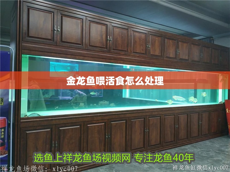 金龍魚喂活食怎么處理