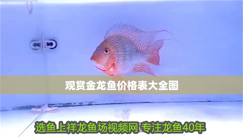 觀賞金龍魚價格表大全圖