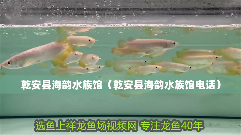 乾安縣海韻水族館(乾安縣海韻水族館電話) 全國水族館企業名錄 第2張 乾安縣海韻水族館(乾安縣海韻水族館電話) 乾安縣海韻水族館(乾安縣海韻水族館電話) 全國水族館企業名錄 第2張