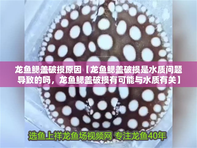 龍魚鰓蓋破損原因【龍魚鰓蓋破損是水質問題導致的嗎，龍魚鰓蓋破損有可能與水質有關】