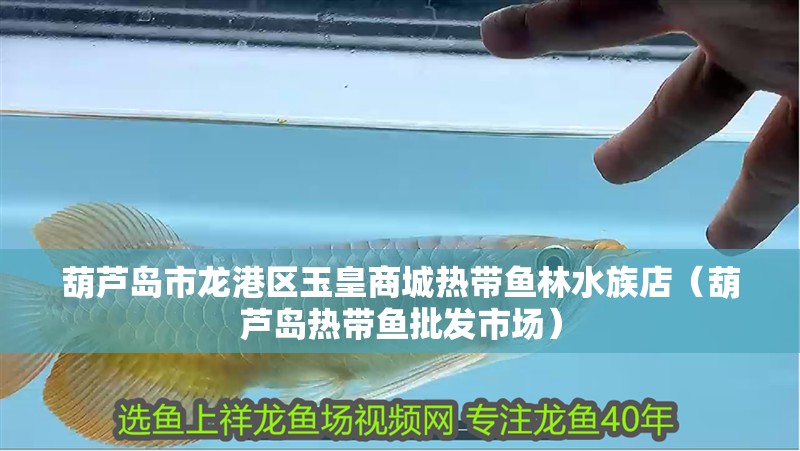 葫蘆島市龍港區玉皇商城熱帶魚林水族店（葫蘆島熱帶魚批發市場）