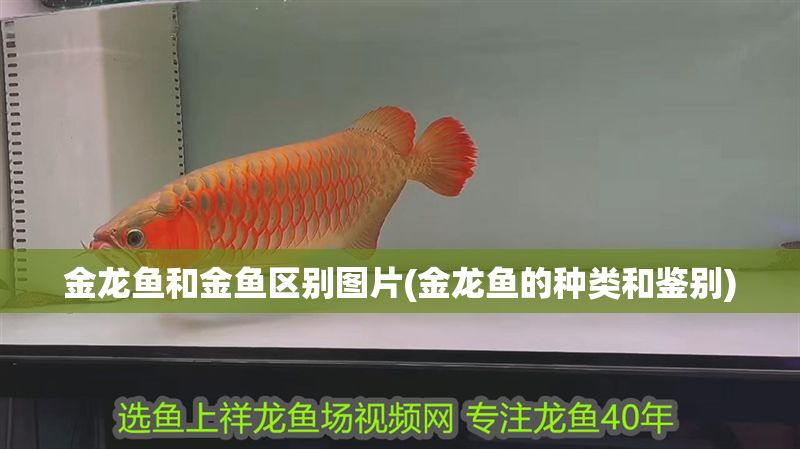 金龍魚(yú)和金魚(yú)區(qū)別圖片(金龍魚(yú)的種類和鑒別) 金龍魚(yú)和金魚(yú)區(qū)別圖片(金龍魚(yú)的種類和鑒別) 黃金貓魚(yú)百科 第1張